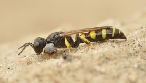 Crabro peltarius