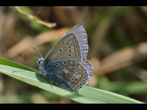 Polyommatus icarus