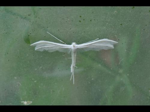Pterophorus pentadactyla