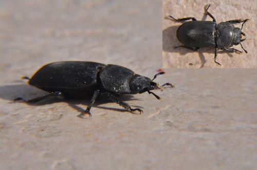 Réf. 70 704 : Dorcus parallelipipedus
