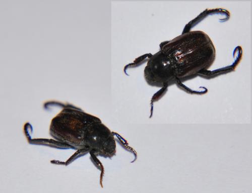 Hoplia philanthus