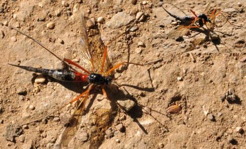 Tanyptera atrata