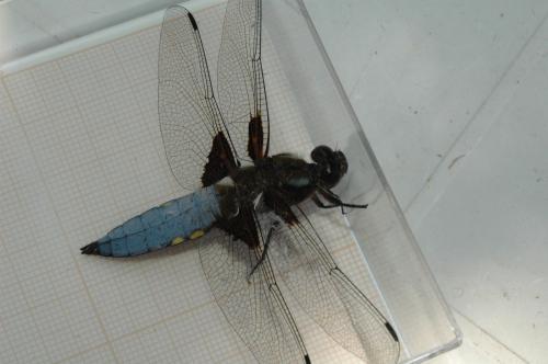 Libellula depressa