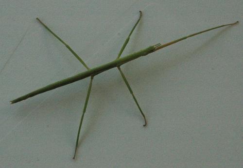 Réf. 70 892 : Clonopsis gallica