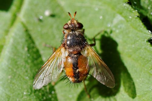 Réf. 70 758 : Tachina fera