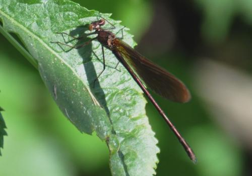 Calopteryx haemorrhoidalis
