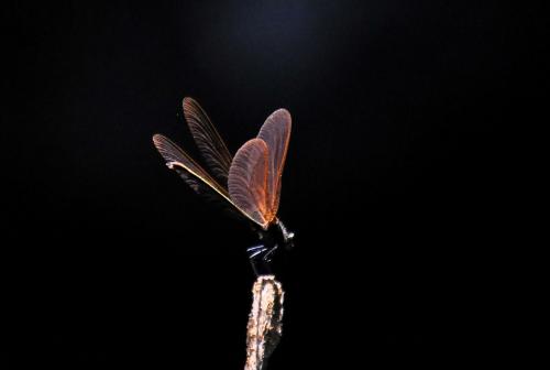Calopteryx sp.