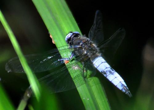 Réf. 70 609 : Libellula fulva