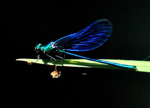 Calopteryx virgo meridionalis