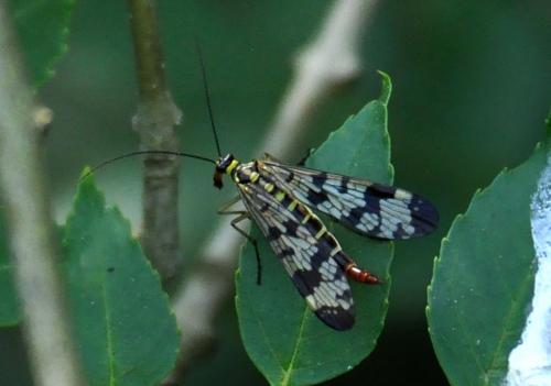 Panorpa sp.