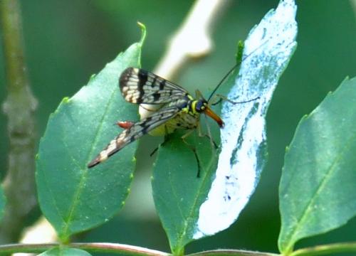 Panorpa sp.