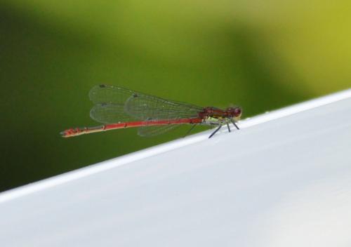 Pyrrhosoma nymphula