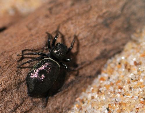 Réf. 70 234 : Heliophanus auratus
