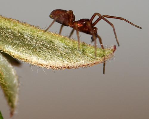 Nigma flavescens