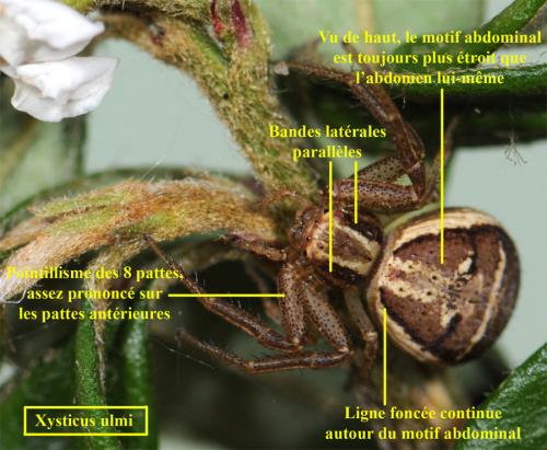 Réf. 70 289 : Xysticus ulmi