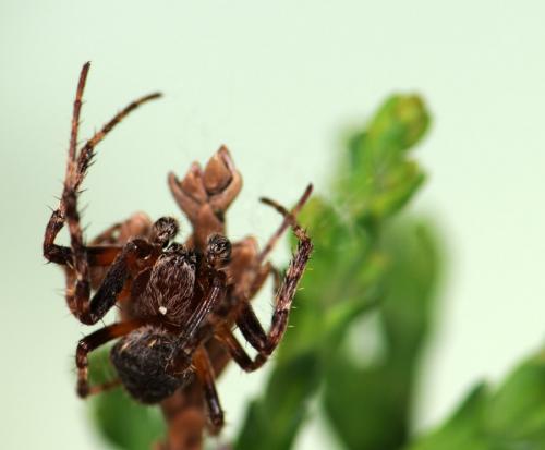 Réf. 70 502 : Larinioides patagiatus
