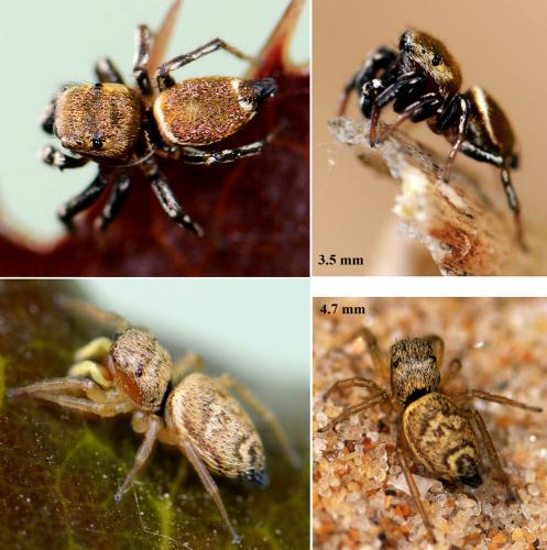 Heliophanus tribulosus
