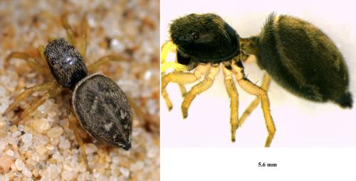Heliophanus flavipes