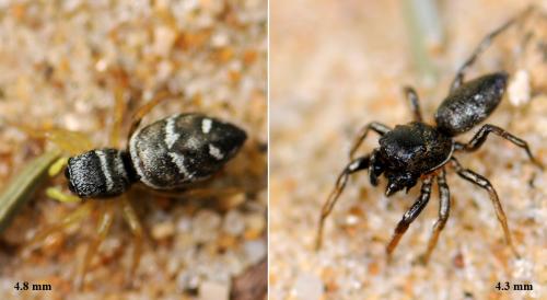 Heliophanus cupreus