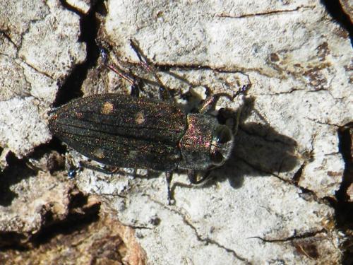 Réf. 70 135 : Chrysobothris affinis