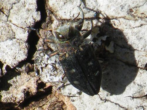 Chrysobothris affinis