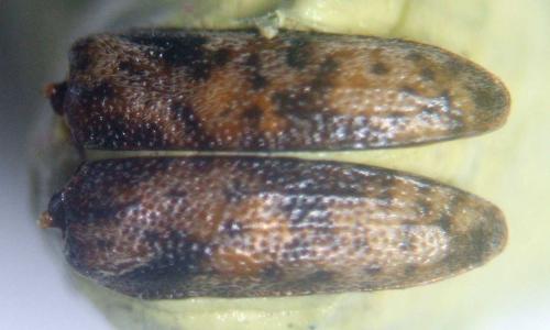Leiopus femoratus