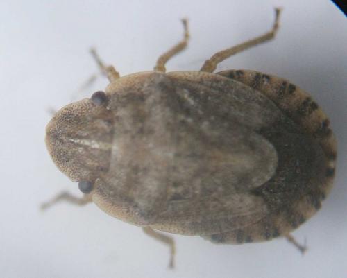 Réf. 70 421 : Sciocoris cursitans