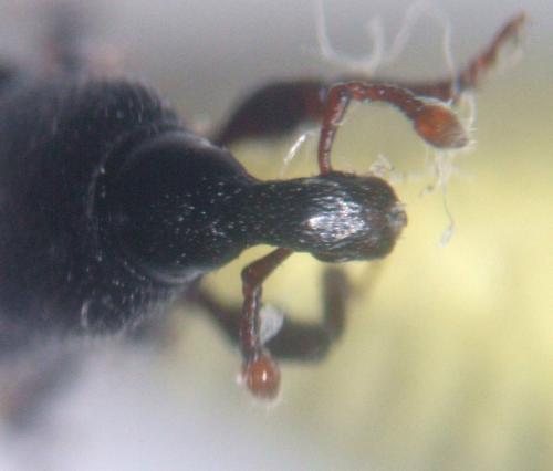 Cossonus cylindricus