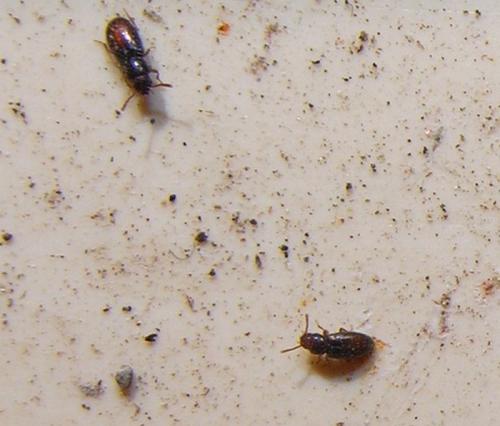Réf. 70 223 : Myrmechixenus subterraneus