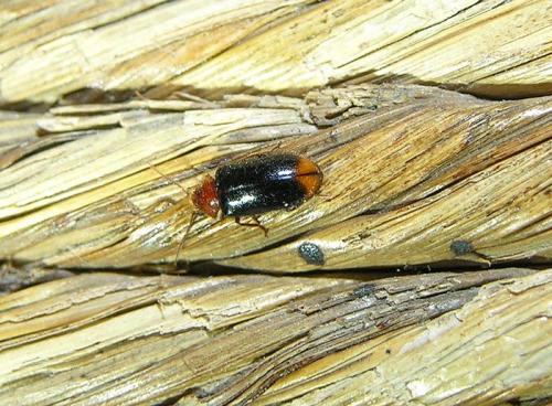 Réf. 70 222 : Ochina latreillii