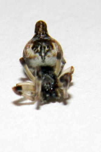 Cyclosa sp.