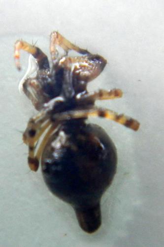 Cyclosa sp.