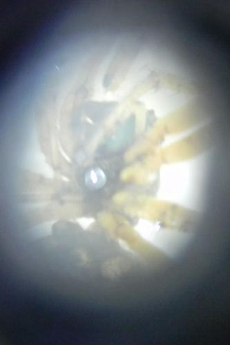 Cyclosa sp.