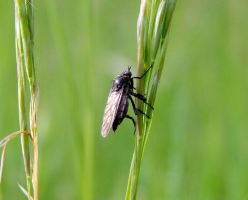 Empis ciliata