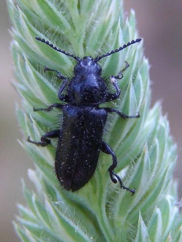 Enicopus sp.