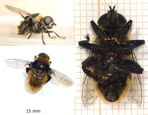 Merodon equestris