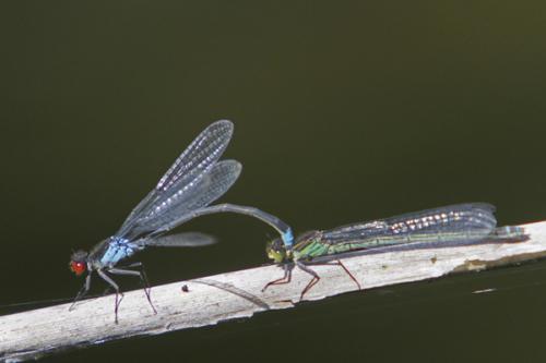 Erythromma najas