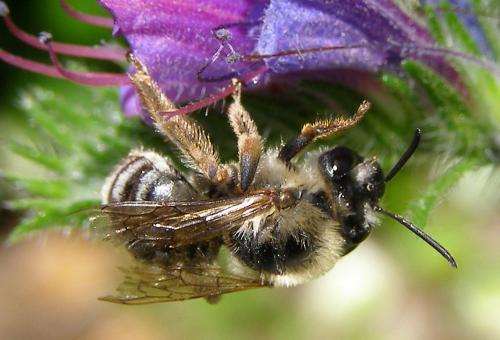 Réf. 70 379 : Eucera sp.