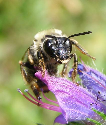 Réf. 70 378 : Eucera sp.