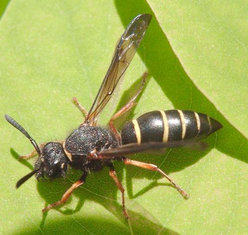 Réf. 70 305 : Odynerus sp.
