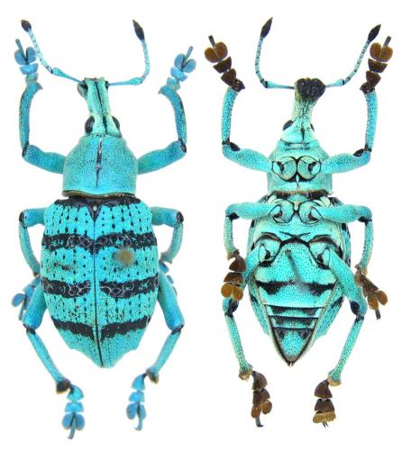 Réf. 70 509 : Eupholus geoffroyi