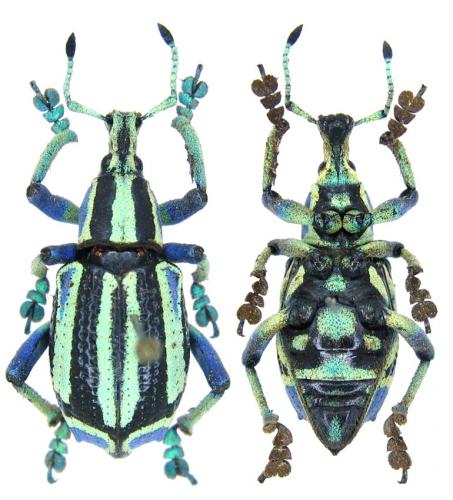 Eupholus bennetti