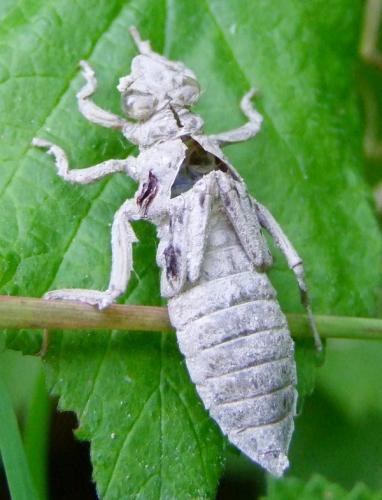 Gomphus vulgatissimus
