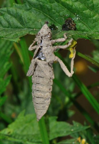 Gomphus vulgatissimus