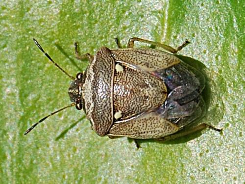 Réf. 70 477 : Eysarcoris ventralis