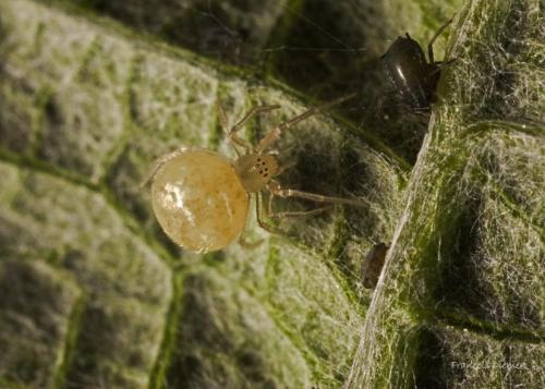 Paidiscura pallens