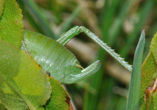 Polysarcus sp.