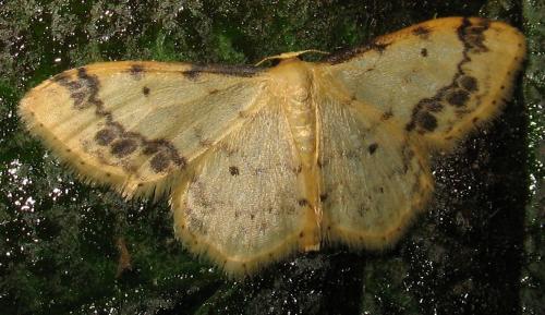 Idaea trigeminata