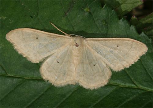 Réf. 70 861 : Idaea straminata