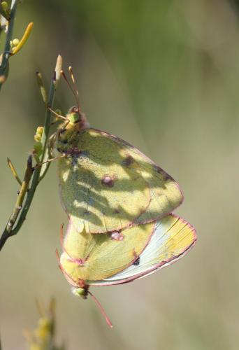 Colias sp.